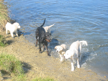 Ein ganzer Wurf Retriever 1