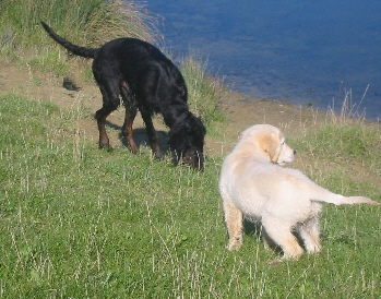 Ein ganzer Wurf Retriever 3
