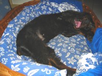 19 Wochen - Erinpark - Bibo liegend auf Wiese