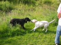 5,5 Monate - Bibo und Joe beim Tauziehen