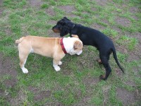 13 Wochen - HUNDEWIESE - Bibo mit Bulldogge