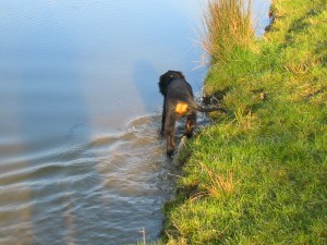 15 Wochen - Bibos erste Kontakte