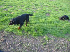 16 Wochen - Bibo mit Chagal