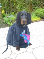 17 Wochen - Bibo ist Supergrobi