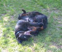 18 Wochen - HUNDESCHULE - Bobby u. Bibo