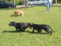 18 Wochen - HUNDESCHULE - Bobby u. Bibo