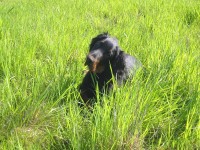 5,5 Monate - Bibo im K�rbchen