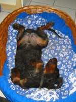 20 Wochen - Bibo entspannt schlafend