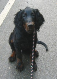 22 Wochen - HUNDESCHULE - Bibo 'einsam' an der Leine n�he