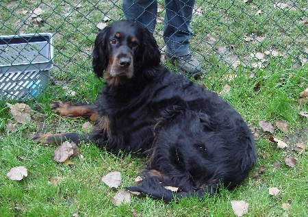 Meira grazil am Zaun